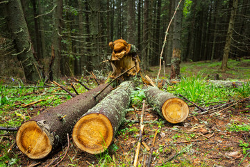 Fototapeta premium heap of pine trunks in a forest