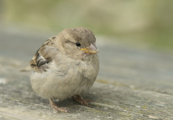 House sparrow