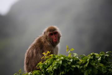 Japanese macaques