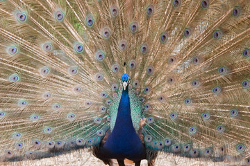 Obraz premium Paon bleu en gros plan faisant la roue