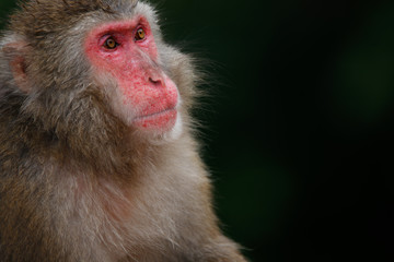 Fototapeta premium Japanese macaques
