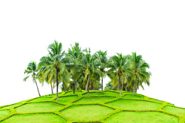 coconut trees and field of beautiful grass  isolated on white background with clipping path