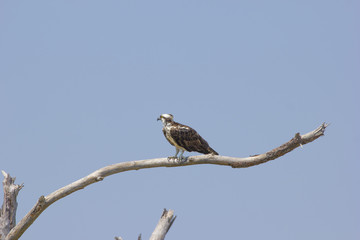 Osprey on limb 3