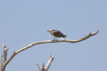 Osprey on branch 1