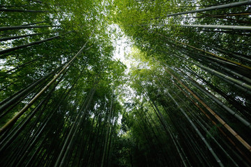 Fototapeta na wymiar arashiyama　.bamboo