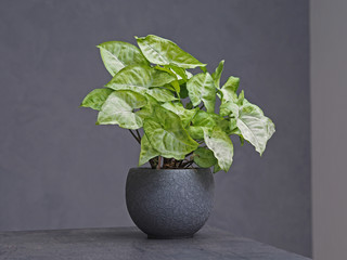 green plant in decorative grey flowerpot on abstract grey background
