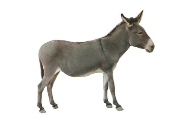 Donkey isolated