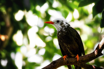 Madagascar Bulbul (hypsipetes madagascariensis) exotic bird on a tree branch