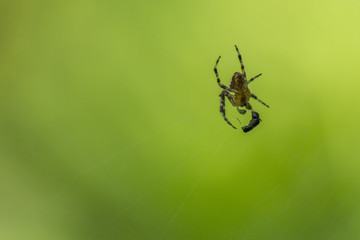 Araignée du marais de Montfort - Grésivaudan - Isère.