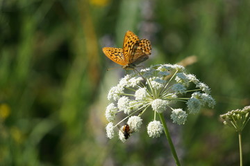 butterfly , Butterfly on a poisonous flower,  insect tandems