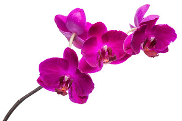 Fototapeta na wymiar blooming beautiful twig of violet orchid, phalaenopsis isolated on white background, close up
