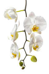 Fototapeta na wymiar beautiful branch of white orchid, phalaenopsis isolated on white background, close up