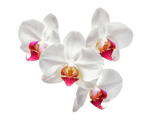blooming  beautiful white with red orchid, phalaenopsis isolated on white background, close up