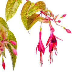Obraz premium blooming hanging twig in shades of dark red fuchsia variegated is isolated on white background, Magellanica, close up