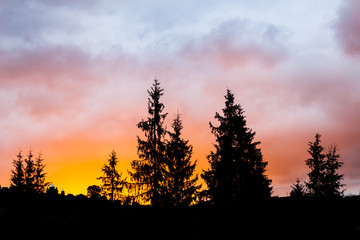 fir tree forest silhouetteon a dramatic evening sky background