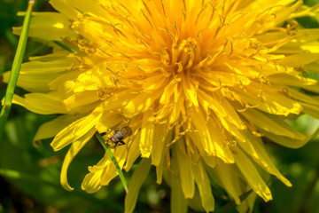 Yellow dandelion flower with small fly