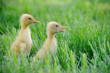 Small duck on a green field
