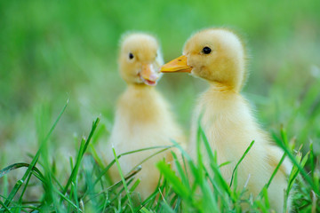 Small duck on a green field
