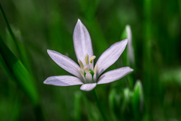 Star of Bethlehem flower in grass