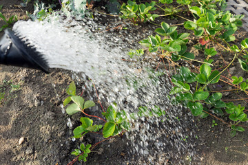 Gartenarbeit / gießen von Pflanzen in einem Garten