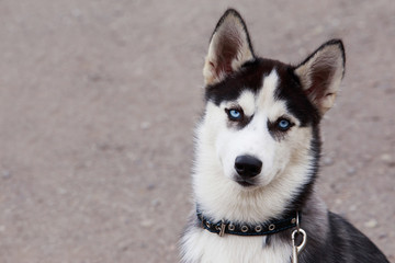 Dog puppy breed Siberian husky