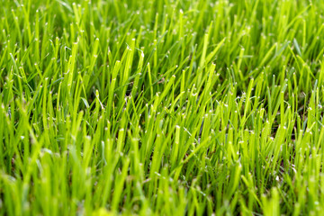 Fototapeta na wymiar Rasen / grüner Rasen in einem Garten