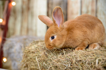 red little rabbit with long ears in the manger