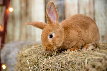 red little rabbit with long ears in the manger - 166131444