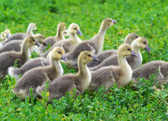 Young geese stand in green grass