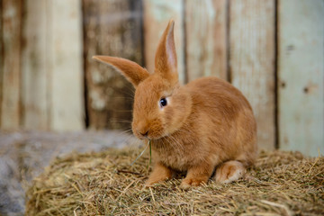 red little rabbit with long ears in the manger - 166131456