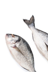 Two pieces of fresh Dorado fish on a white background. Isolated..