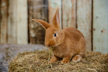 red little rabbit with long ears in the manger - 166131470