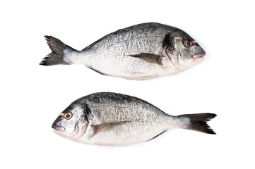 Two fresh Dorado fish on a white background. Isolated..