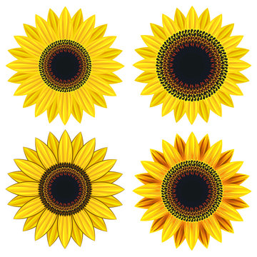 Set of bright yellow sunflower