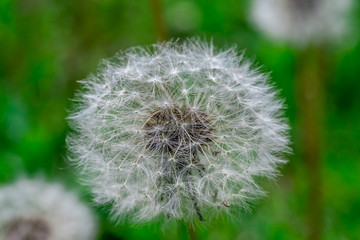 Dandelion flower head full of seeds
