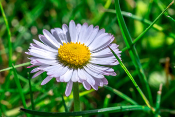Daisy flower closeup in grass