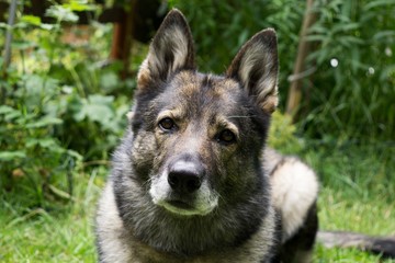 German Shepherd dog playing. Slovakia