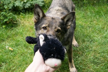 German Shepherd dog playing. Slovakia
