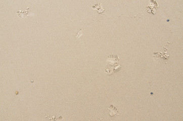 baby footprints in the sand
