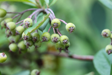 green berries