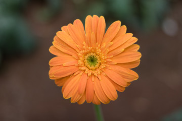 Orange flower