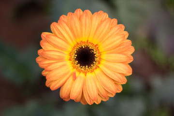 Bright yellow and orange flower