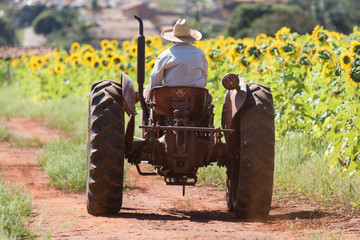 Obraz premium Old man driving an old truck in sunflower plantation