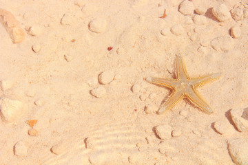 Fototapeta na wymiar Starfish on the Beach / Starfish on the Beach with Sand in the background