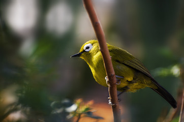 Silvereye small bird (Zosterops Lateralis), also known as Wax-Eye or Oriental White-Eye