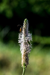 Narrowleaf plantain (Plantago lanceolata) flower with insect