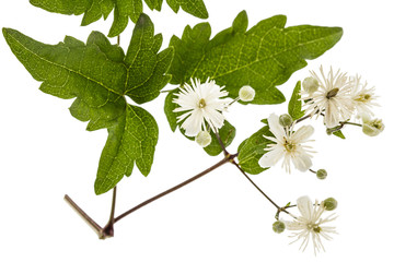 Flowers and leafs of Clematis , lat. Clematis vitalba L., isolated on white background