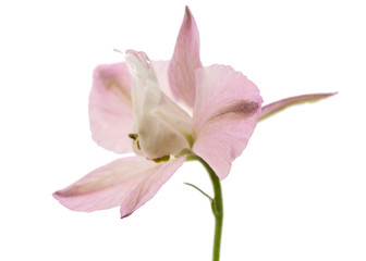 Fototapeta na wymiar Rose flower of Delphinium, lat. Larkspur, isolated on white background