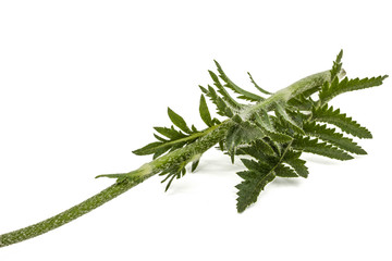 Leafs of poppy, lat. Papaver, isolated on white background