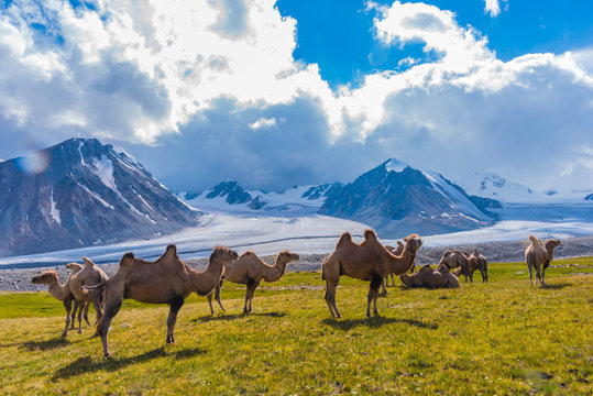 Kamelherde am Potanin Gletscher Mongolei